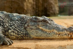 Tremendous Crocodiles 'Deinosuchuas' with Banana-sized Teeth Terrorized Dinosaurs Millions of Years Ago