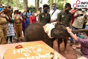 Little Elephant Gets Birthday Surprise with Sugarcane and Jaggery Cake in Kerala