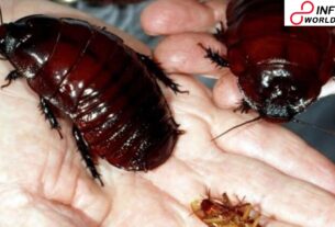 Police Probes Reality Show Over Allegations of Releasing Cockroaches