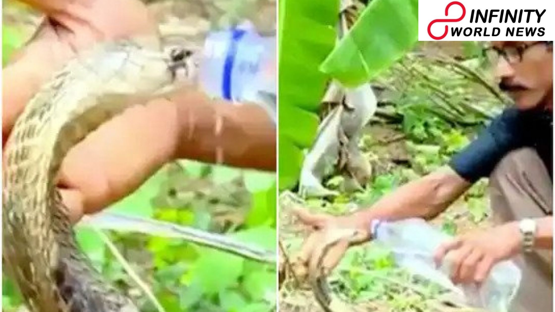 Viral Video of Man Serving Water to a Cobra by a Bottle Has Left Twitter Dazzled